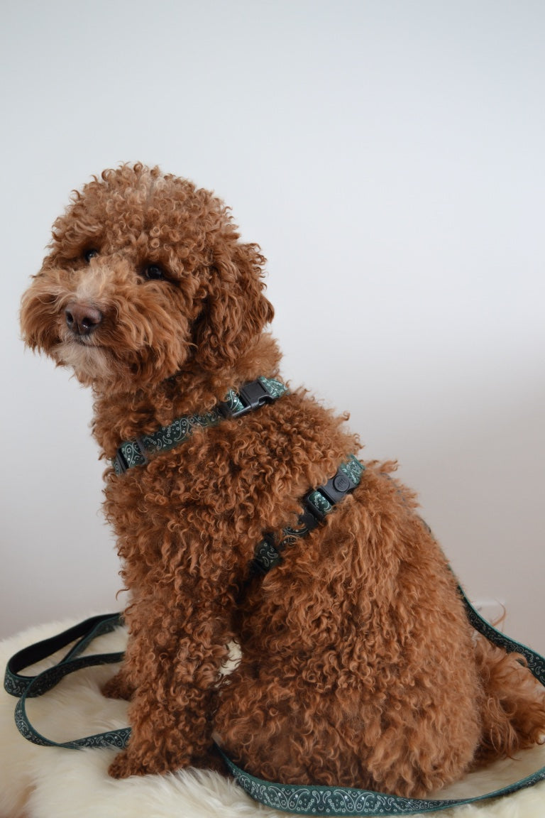 H-shape Harness - Forest Green Paisley
