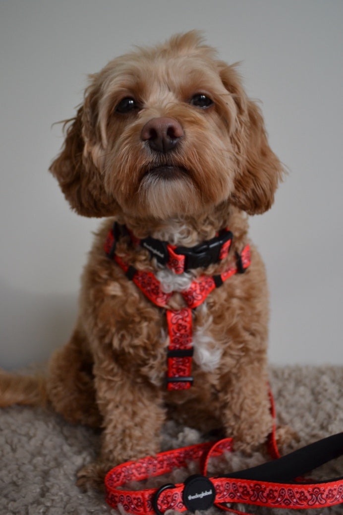 H-Shape Harness - Cherry Red Paisley – The Dog Label